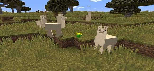 How To Find and Tame Llamas in Minecraft